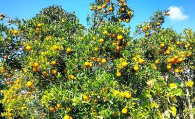 गुल्मीमा सुन्तला उत्पादन ३२ प्रतिशतले घट्यो